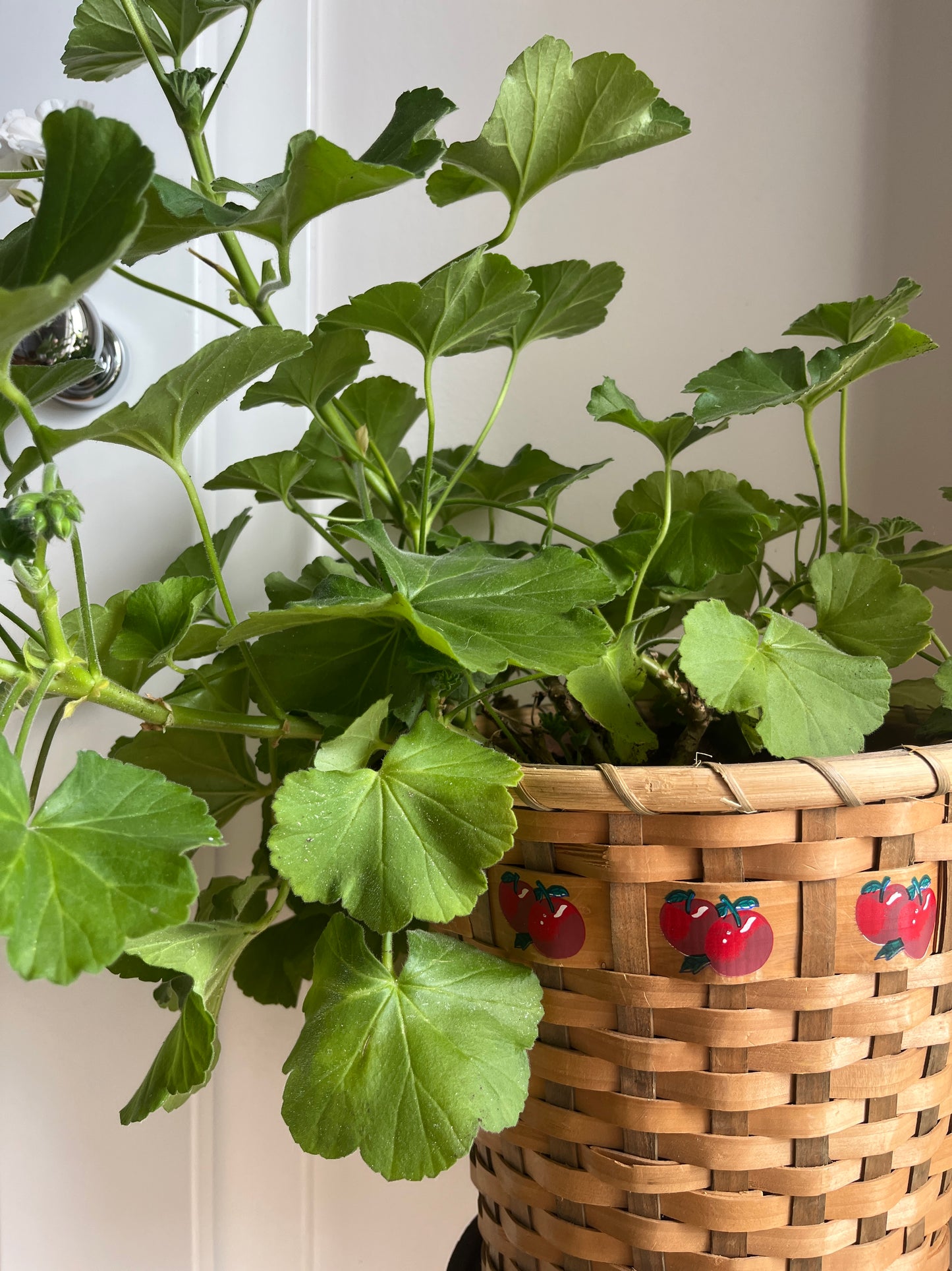 Waste Paper Basket
